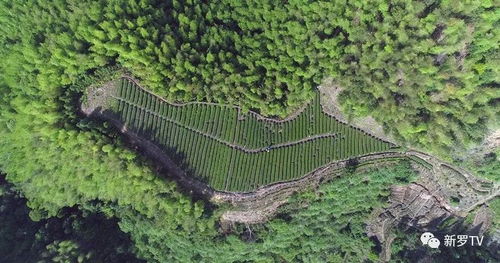 盛产斜背茶的新罗江山老寨村 红色热土育出一方好茶